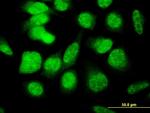 E4F1 Antibody in Immunocytochemistry (ICC/IF)