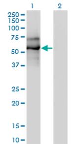 EBF1 Antibody in Western Blot (WB)