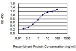 ECT2 Antibody in ELISA (ELISA)