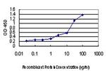 EDN1 Antibody in ELISA (ELISA)