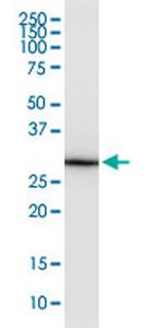 EEF1B2 Antibody in Western Blot (WB)