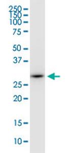 EEF1B2 Antibody in Western Blot (WB)