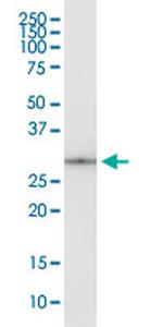 EEF1B2 Antibody in Western Blot (WB)