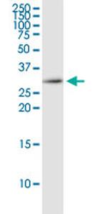 EEF1B2 Antibody in Western Blot (WB)