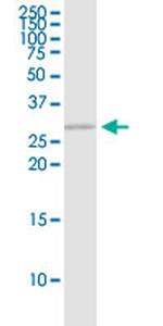 EEF1B2 Antibody in Western Blot (WB)