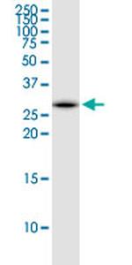 EEF1B2 Antibody in Western Blot (WB)