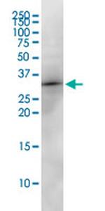 EEF1B2 Antibody in Western Blot (WB)