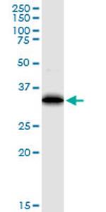 EEF1D Antibody in Western Blot (WB)