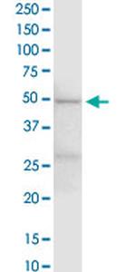 EEF1G Antibody in Western Blot (WB)