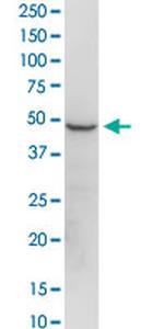 EEF1G Antibody in Western Blot (WB)