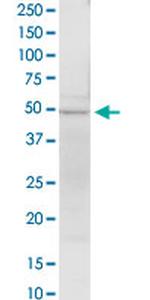 EEF1G Antibody in Western Blot (WB)