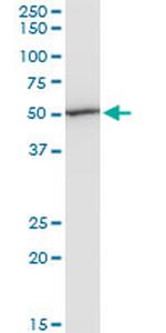 EEF1G Antibody in Western Blot (WB)