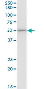 EEF1G Antibody in Western Blot (WB)