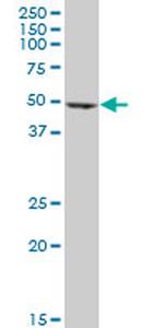 EEF1G Antibody in Western Blot (WB)