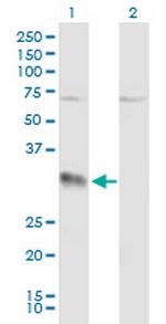 EFNA3 Antibody in Western Blot (WB)