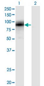 EGR1 Antibody in Western Blot (WB)