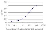 EGR1 Antibody in ELISA (ELISA)