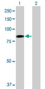 EHHADH Antibody in Western Blot (WB)