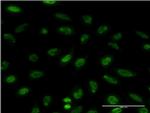 EIF4EBP1 Antibody in Immunocytochemistry (ICC/IF)