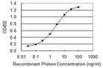 EIF4G1 Antibody in ELISA (ELISA)