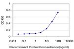 EIF5 Antibody in ELISA (ELISA)