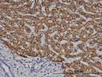 ELA1 Antibody in Immunohistochemistry (Paraffin) (IHC (P))