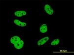 ELAVL1 Antibody in Immunocytochemistry (ICC/IF)