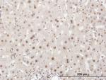 ELAVL1 Antibody in Immunohistochemistry (Paraffin) (IHC (P))