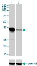 ELAVL4 Antibody in Western Blot (WB)