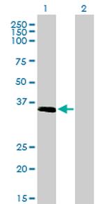 ELAVL4 Antibody in Western Blot (WB)