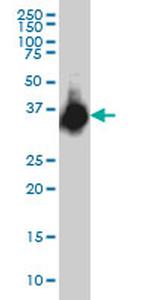 ELAVL4 Antibody in Western Blot (WB)