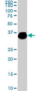 ELAVL4 Antibody in Western Blot (WB)