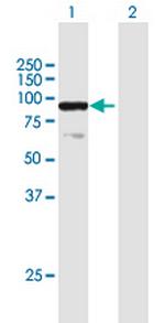 ELF1 Antibody in Western Blot (WB)