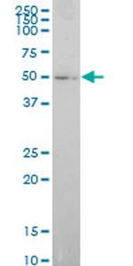 ELF1 Antibody in Western Blot (WB)