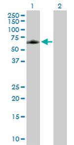 ELK4 Antibody in Western Blot (WB)