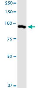 MARK2 Antibody in Western Blot (WB)