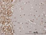 EN1 Antibody in Immunohistochemistry (Paraffin) (IHC (P))