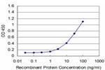 EN1 Antibody in ELISA (ELISA)