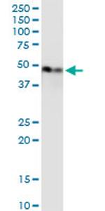 ENO1 Antibody in Western Blot (WB)