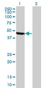 ENO1 Antibody in Western Blot (WB)