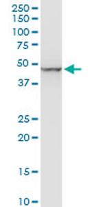 ENO1 Antibody in Western Blot (WB)