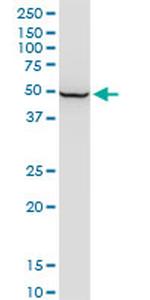 ENO1 Antibody in Western Blot (WB)