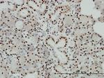 EP300 Antibody in Immunohistochemistry (Paraffin) (IHC (P))