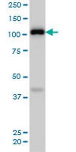 EPHA4 Antibody in Western Blot (WB)