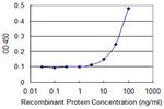 EPHB2 Antibody in ELISA (ELISA)