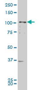 EPHB2 Antibody in Western Blot (WB)