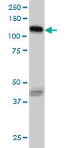 EPHB3 Antibody in Western Blot (WB)