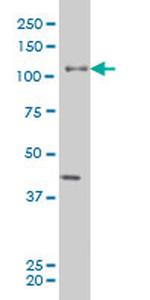 EPHB3 Antibody in Western Blot (WB)