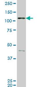 EPHB3 Antibody in Western Blot (WB)