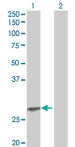 EPO Antibody in Western Blot (WB)